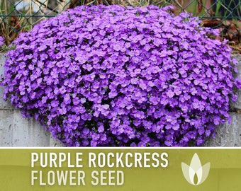 Purple Rockcress Flower Seeds - Heirloom Seeds, Border Plant, Ground Cover, Rock Garden, Pollinator Garden, Open Pollinated, Non-GMO