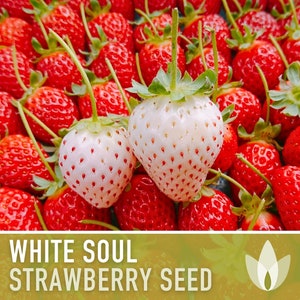 Strawberry Seeds, White Soul  - Heirloom Seeds, Wild Strawberry, White Berries, Fragaria Vesca, Open Pollinated, Non-GMO