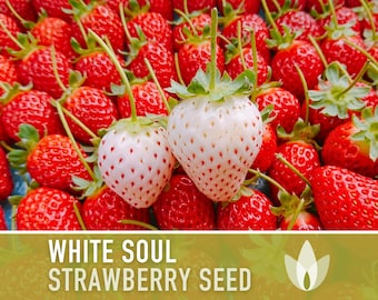 Strawberry Seeds, White Soul  - Heirloom Seeds, Wild Strawberry, White Berries, Fragaria Vesca, Open Pollinated, Non-GMO