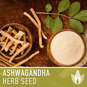 Ashwagandha Seeds - Heirloom Seeds, Indian Ginseng Seeds, Withania Somnifera, Ayurvedic Herb, Medicinal Herb, Non-GMO, Open Pollinated