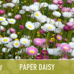 Paper Daisy Flower Seeds - Heirloom Everlasting Flowers for Bouquets image 7