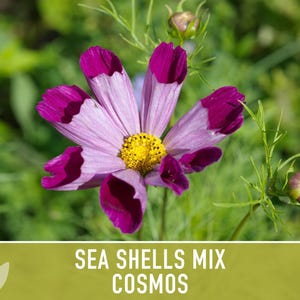 Sea Shells Cosmos Flower Seeds, Pollinator Friendly, Heirloom Non-GMO image 8