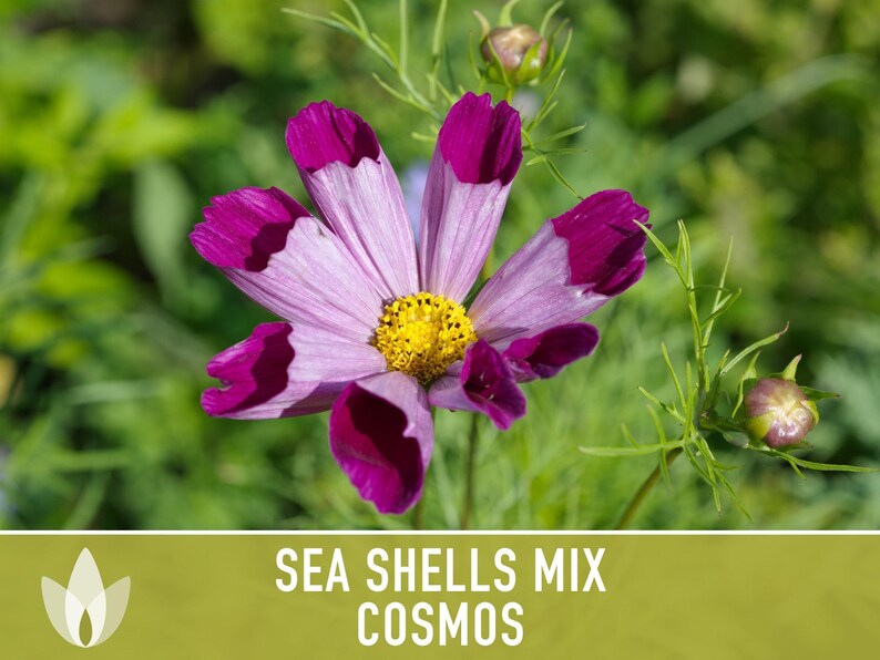 Sea Shells Cosmos Flower Seeds, Pollinator Friendly, Heirloom Non-GMO image 8