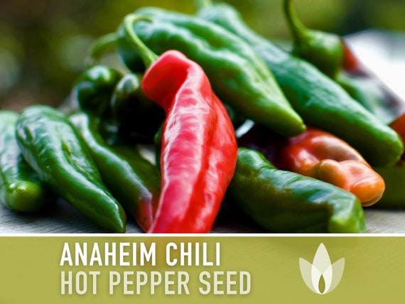 Anaheim Chili Pepper Heirloom Seeds