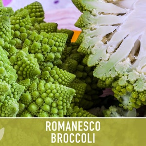 Romanesco Broccoli Heirloom Seeds afbeelding 8