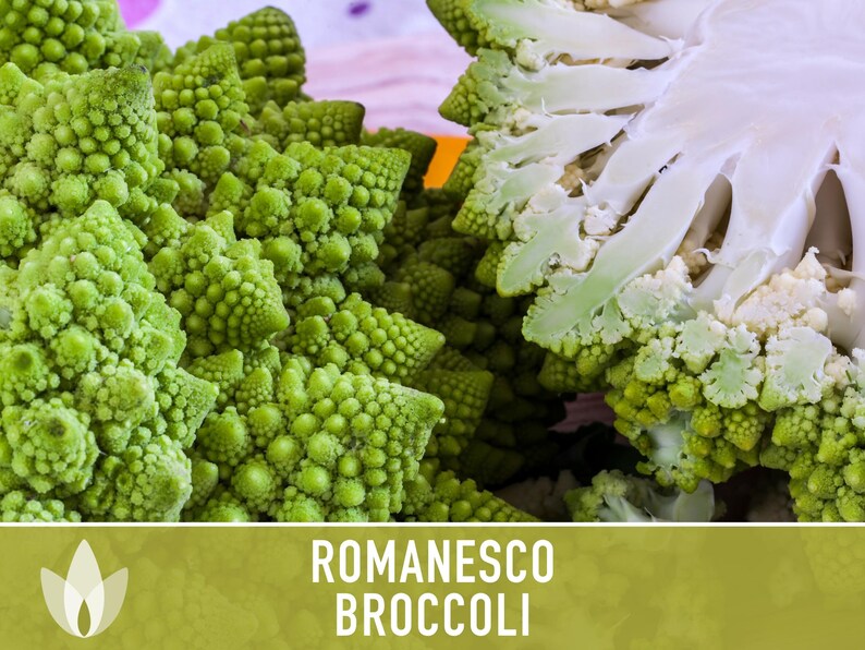 Romanesco Broccoli Heirloom Seeds afbeelding 8