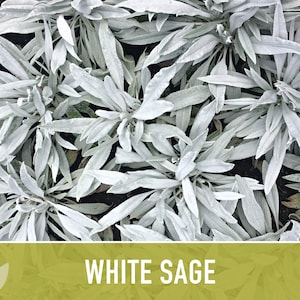 White Sage Seeds | 50+ Seeds, Heirloom, Ceremonial, Non-GMO, Sacred Medicinal Herb, Smudging, Salvia apiana image 6