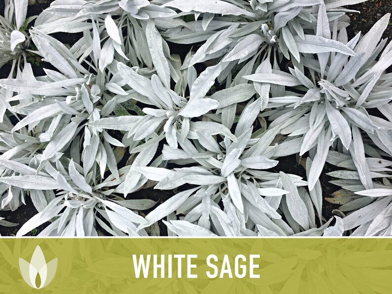 White Sage Seeds | 50+ Seeds, Heirloom, Ceremonial, Non-GMO, Sacred Medicinal Herb, Smudging, Salvia apiana image 6