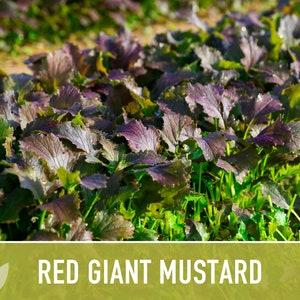 Mustard Rows Red Giant Mustard Greens Heirloom Seeds - Salad Mix, Cold Tolerant ...