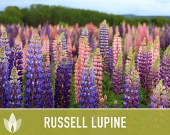 Lupine, Russell Flower Seeds - Heirloom Seeds, Pollinator Friendly, Cut Flowers, Wild Lupine, Lupinus Polyphyllus, Perennial, Non-GMO