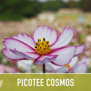 Picotee Cosmos Flower Seeds - Heirloom Flowers, Cut Flowers, Butterfly Garden, Pollinator Friendly, Non-GMO image 11