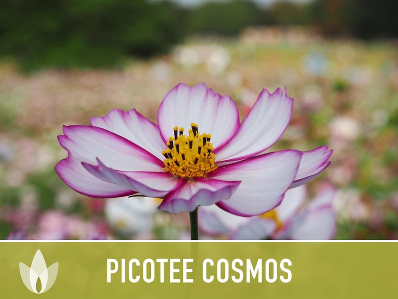 Picotee Cosmos Flower Seeds - Heirloom Flowers, Cut Flowers, Butterfly Garden, Pollinator Friendly, Non-GMO image 11