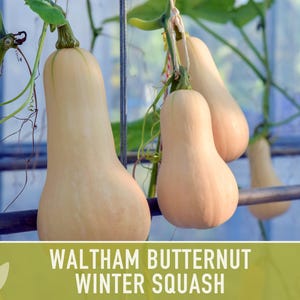 Waltham Butternut Squash Seeds – Heirloom, Vine-Borer Resistant image 10
