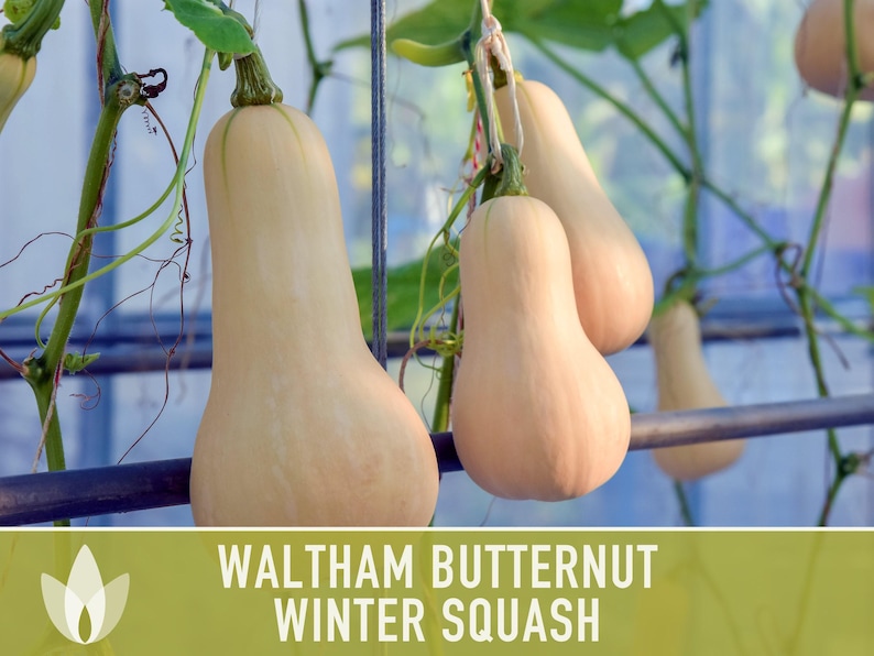 Waltham Butternut Squash Seeds – Heirloom, Vine-Borer Resistant image 10