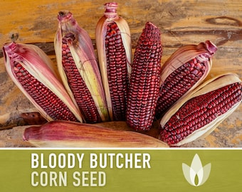 Bloody Butcher Dent Corn Heirloom Seeds - Seed Packets, Non-GMO, Open Pollinated, Flour Corn