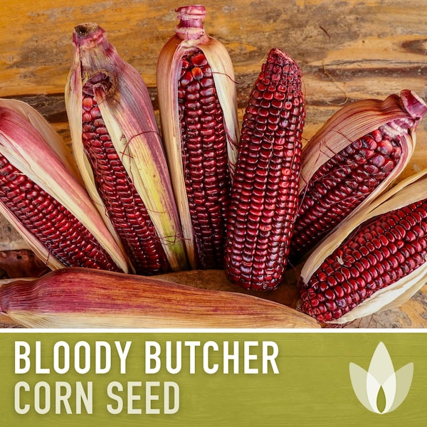 Bloody Butcher Dent Corn Heirloom Seeds - Seed Packets, Non-GMO, Open Pollinated, Flour Corn