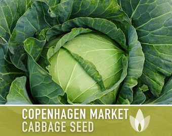 Copenhagen Market Cabbage Seeds - Heirloom Seeds, Microgreens, Sprouting Seeds, Sauerkraut, Coleslaw, Open Pollinated, Non-GMO