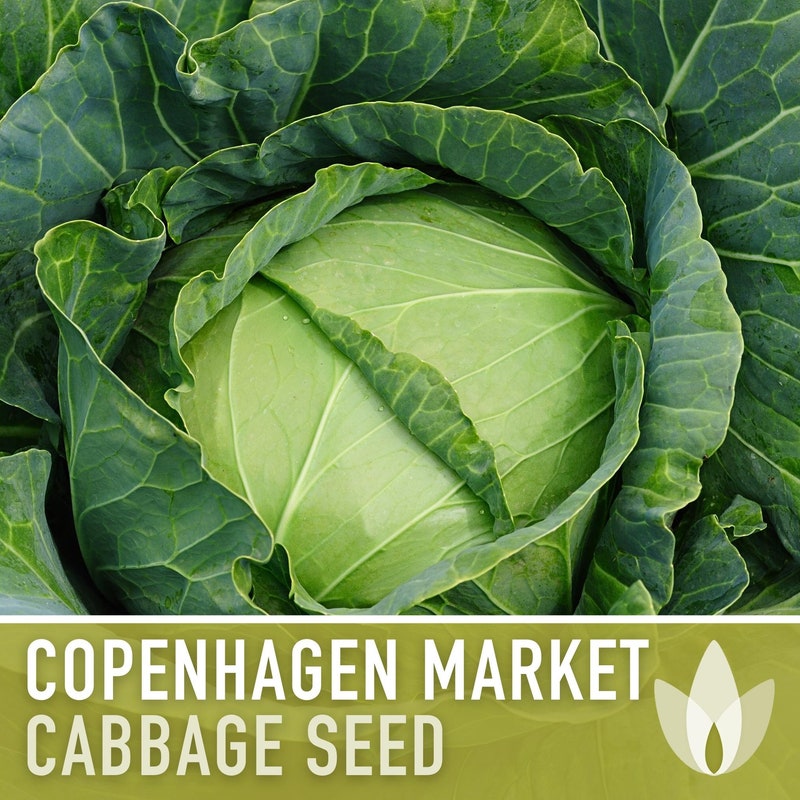 Cabbage - Etsy