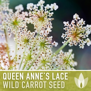 Queen Anne&#39;s Lace (Wild Carrot) Seeds - Heirloom Seeds, Culinary Herb, Medicinal Plant, Daucus Carota, Pollinator Friendly, OP, Non-GMO