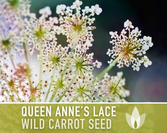 Queen Anne's Lace (Wild Carrot) Seeds - Heirloom Seeds, Culinary Herb, Medicinal Plant, Daucus Carota, Pollinator Friendly, OP, Non-GMO