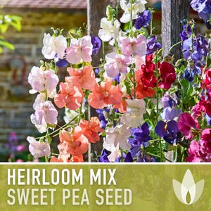 Heirloom Sweet Pea Flower Mix | 25+ Seeds, Cottage Garden, Fragrant Blooms, Lathyrus odoratus immagine 5