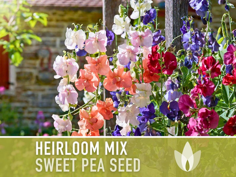 Heirloom Sweet Pea Flower Mix | 25+ Seeds, Cottage Garden, Fragrant Blooms, Lathyrus odoratus immagine 5