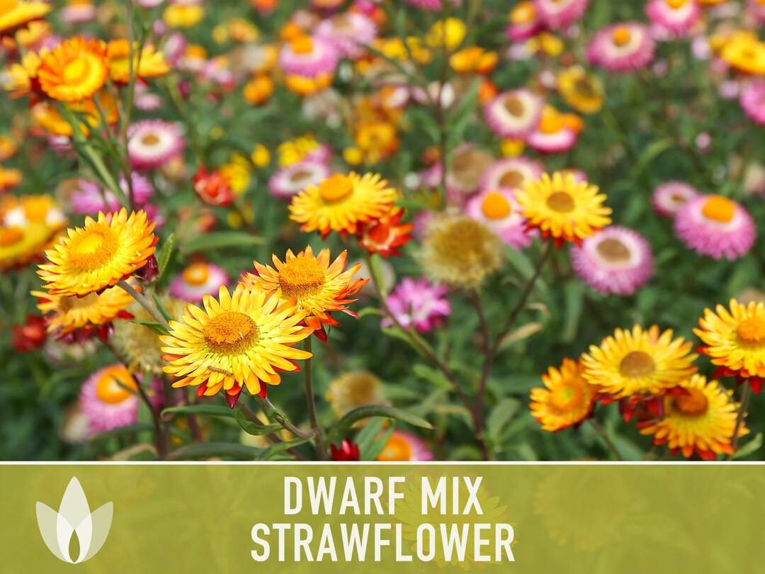 Strawflower, Dwarf Mix Heirloom Seeds Flower Seeds, Cut Flower, Dried Flower, Everlasting Flower