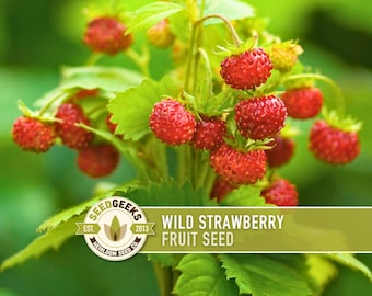 Wild Strawberry Seeds – Heirloom Alpine Variety, Open Pollinated