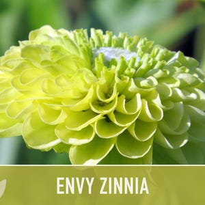 Envy Lime Green Zinnia Seed | 100+ Seeds, Heirloom Annual Flower, Butterfly Gardens, Cut Flowers, Zinnia elegans zdjęcie 6