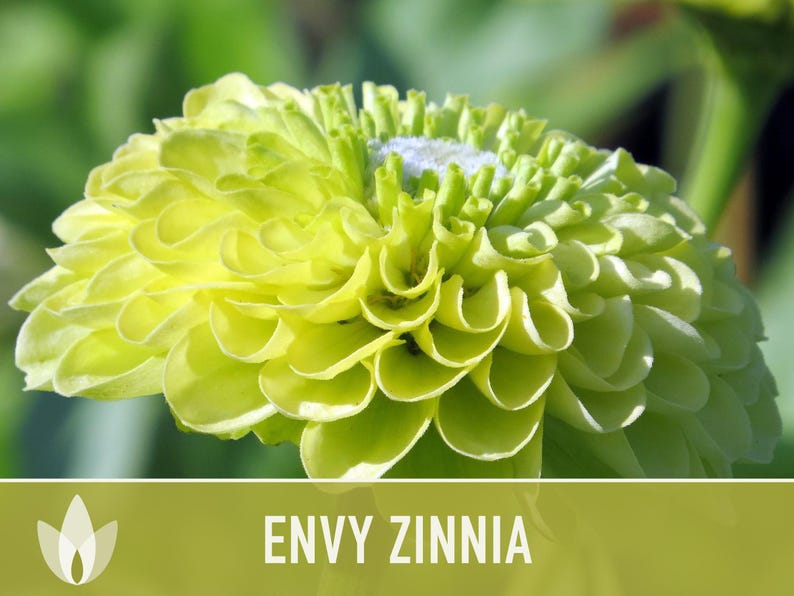 Envy Lime Green Zinnia Seed | 100+ Seeds, Heirloom Annual Flower, Butterfly Gardens, Cut Flowers, Zinnia elegans zdjęcie 6