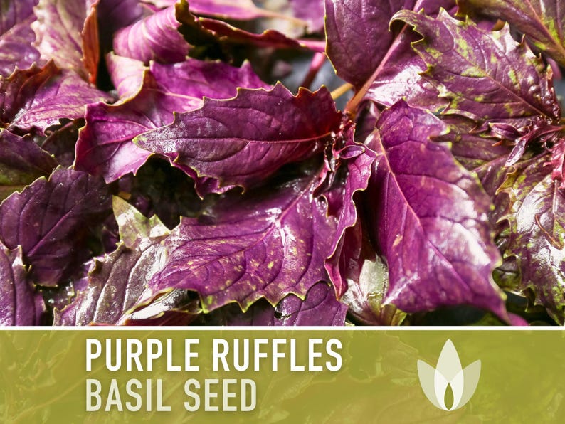 Purple Ruffles Basil Seeds - 100 Heirloom Herb Seeds - Etsy