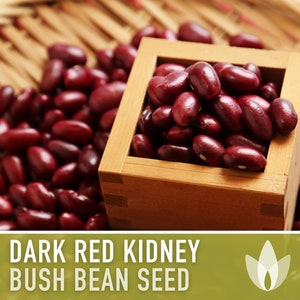 Dark Red Kidney Bean Seeds - Heirloom Seeds, Bush Bean, High Yield, Chili Bean, Soup Bean, Open Pollinated, Untreated, Non-GMO