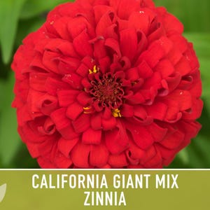 California Giant Zinnia Seed Mix | 100+ Seeds, Heirloom Flowers, Butterfly Garden, Zinnia elegans image 12