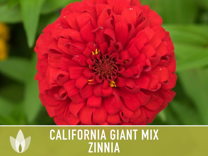California Giant Zinnia Seed Mix | 100+ Seeds, Heirloom Flowers, Butterfly Garden, Zinnia elegans image 12