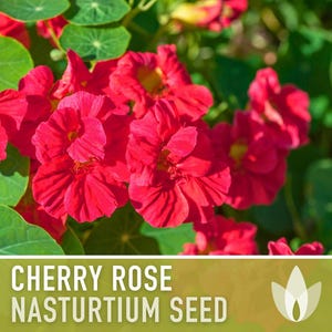 Nasturtium, Cherry Rose Flower Seeds - 25 Heirloom Seeds, Organic, Edible, Salad Garden image 5