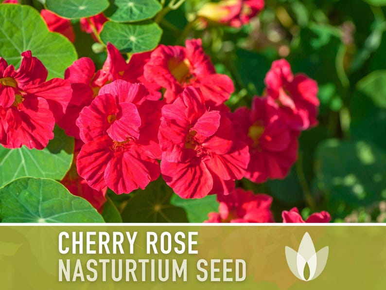 Nasturtium, Cherry Rose Flower Seeds - 25 Heirloom Seeds, Organic, Edible, Salad Garden image 5