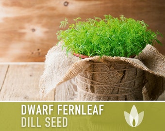 Dwarf Fernleaf Dill Heirloom Seeds - AAS Winner, Pickling Spice, Container Garden, Kitchen Garden Non-GMO, Culinary Herb, Butterfly Host