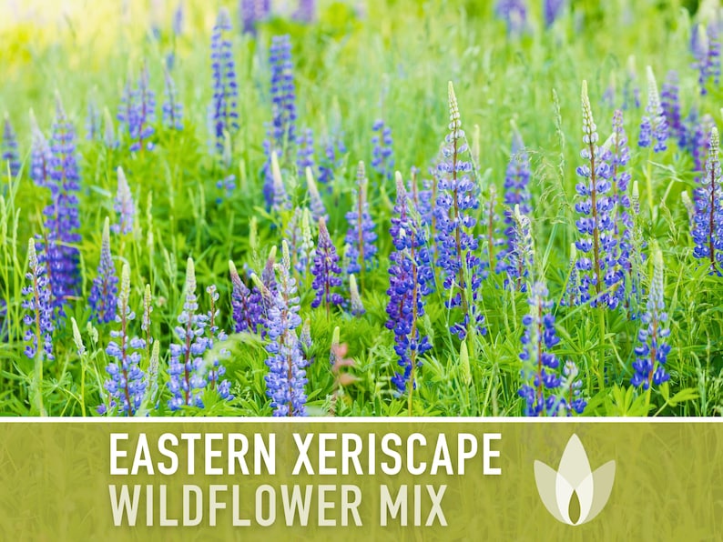 Eastern Xeriscape Flower Seed Mix Easy to Grow, Droughttolerant