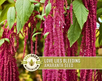 Love Lies Bleeding Amaranth Seeds – Heirloom, Non-GMO