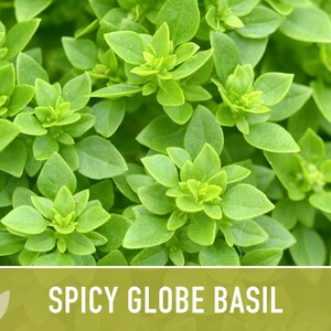 Spicy Globe Basil Seeds - Heirloom, Culinary Herb afbeelding 6