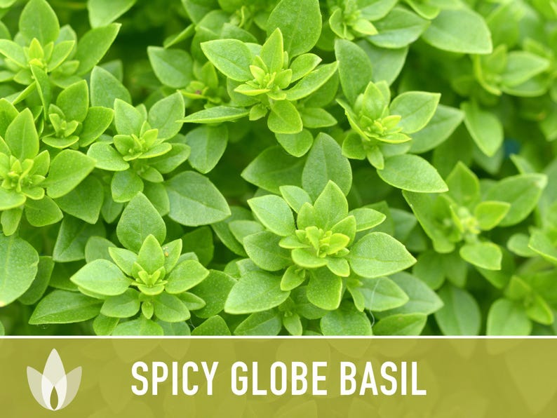 Spicy Globe Basil Seeds - Heirloom, Culinary Herb afbeelding 6