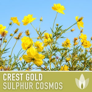 Sulphur Cosmos, Crest Gold Flower Seeds - Heirloom Seeds, Gold Blooms, Cosmos Sulphureus, Butterfly Garden, Pollinator Friendly, Non-GMO