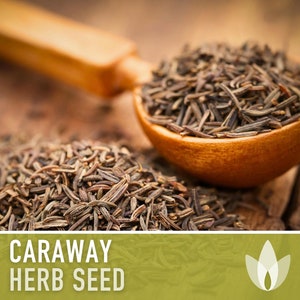 Caraway Herb Seeds - Heirloom Seeds, Medicinal Herb, Culinary Herb, Persian Cumin, Meridian Fennel, Beneficial Bug, Open Pollinated, Non-GMO