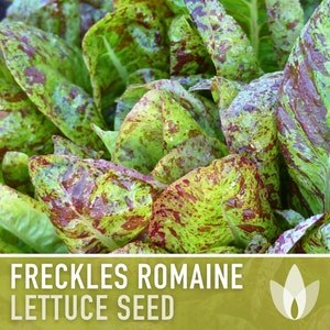 Freckles Lettuce Heirloom Seeds - Seed Packets, Heirloom Seeds, Vegetable Seeds, Non GMO, Open Pollinated