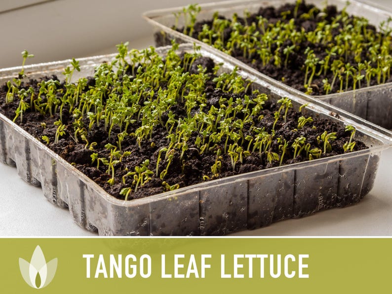 Tango Oakleaf Lettuce Seeds – Heirloom, Cold Tolerant imagem 10
