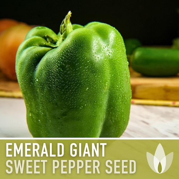 Emerald Giant Sweet Pepper Heirloom Seeds - Bell Pepper, Stuffed Peppers, Open Pollinated, Non-GMO