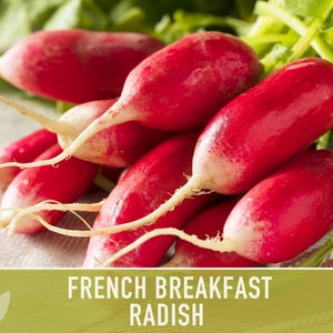 French Breakfast Radish Heirloom Seeds image 11