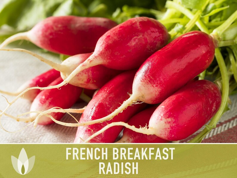 French Breakfast Radish Heirloom Seeds image 11