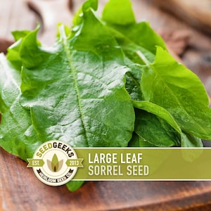 May include: Fresh, vibrant green sorrel leaves on a wooden cutting board. The image features a close-up of the leaves, showcasing their texture and color. The text on the image reads "Large Leaf Sorrel Seed" and includes a logo.
