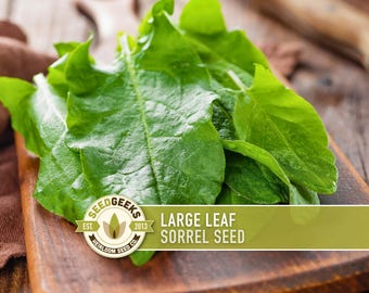 Sorrel Seeds | 200+ Seeds, Perennial, Organic, Lemon Flavor, Medieval Culinary Herb | Rumex acetosa